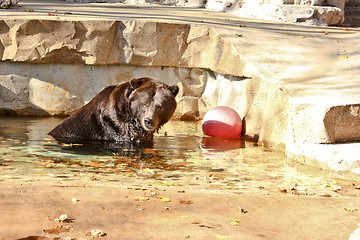 Image showing Bear in a pool of water