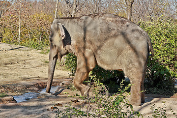 Image showing Elephant drinking water