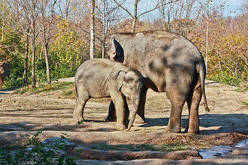 Image showing Mother and child elephants