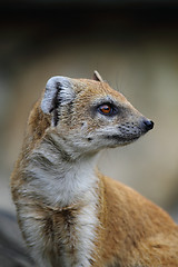 Image showing head of weasel 