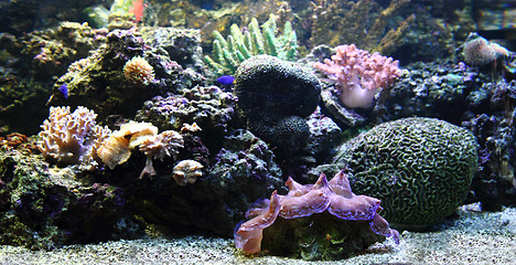 Image showing aquarium background