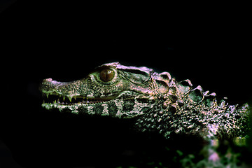 Image showing small crocodile