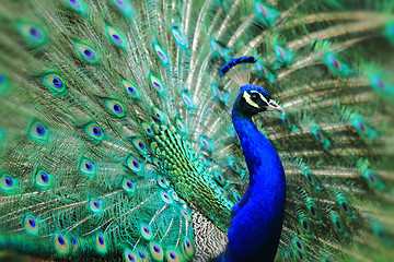 Image showing very nice peacock 