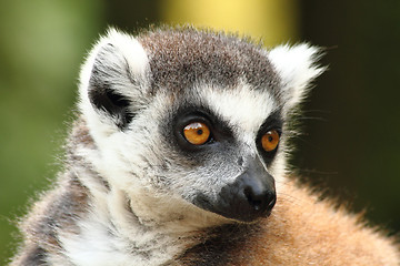 Image showing head of lemur monkey 