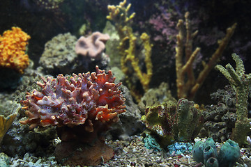 Image showing aquarium background