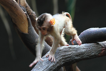 Image showing small monkey child 