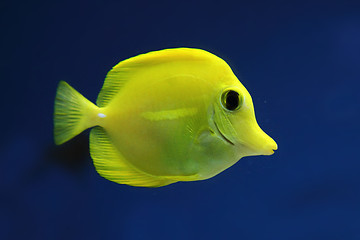 Image showing exotis fish