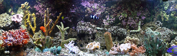 Image showing aquarium background