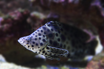 Image showing exotis fish