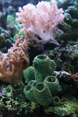 Image showing aquarium background