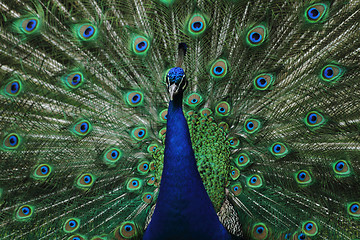 Image showing very nice peacock 