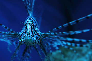 Image showing lion fish (dragonfish, scorpionfish)