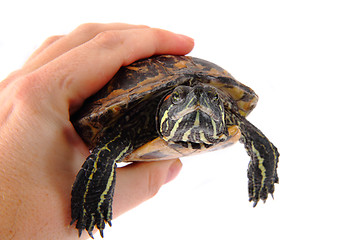 Image showing Turtle in the hands