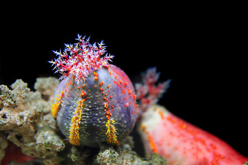 Image showing color anemone