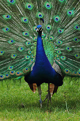 Image showing very nice peacock 