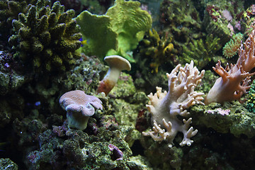 Image showing aquarium background