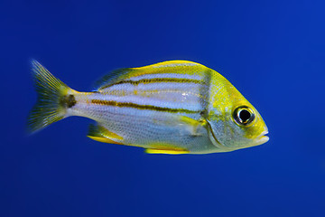 Image showing exotis fish