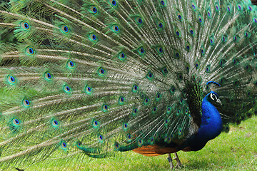 Image showing very nice peacock 