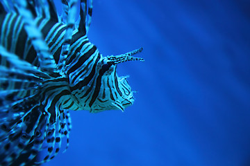 Image showing lion fish (dragonfish, scorpionfish)