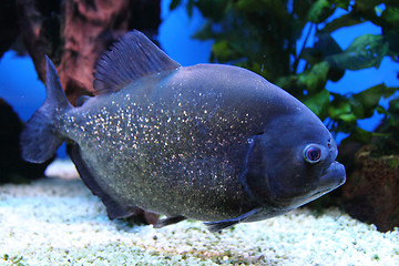 Image showing piranha