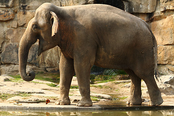 Image showing elephant 