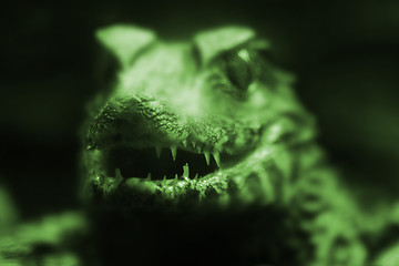 Image showing small crocodile
