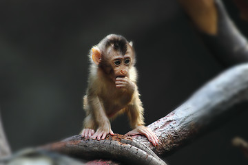 Image showing small monkey child 