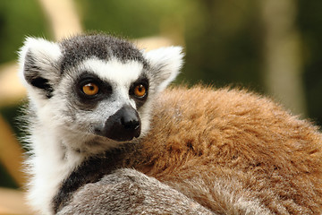 Image showing head of lemur monkey 