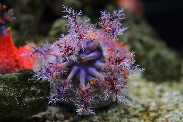 Image showing color anemone