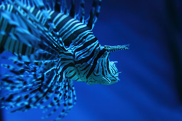 Image showing lion fish (dragonfish, scorpionfish)