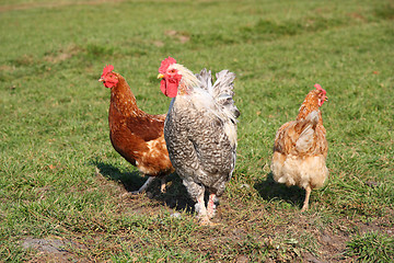 Image showing A brightly colored cockerel and chicken 