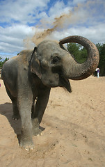 Image showing The Bathing elephants 7