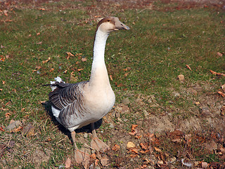 Image showing a wild goose feeding in the park