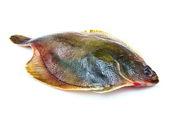 Image showing Fresh fishes flounder  on white background