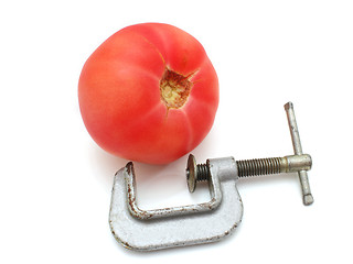 Image showing Tomato and clamp