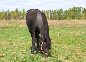 Image showing black horse 