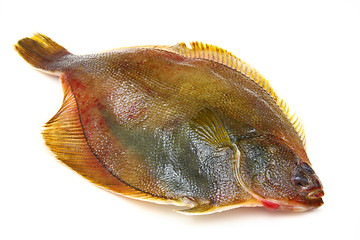 Image showing Fresh fishes flounder  on white background