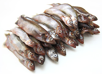 Image showing Fresh fish sprats