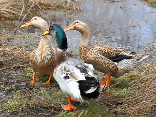 Image showing Three beautiful ducks on the lake