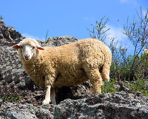 Image showing A sheep is eating grass on a beautiful mountain