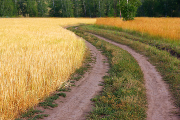 Image showing Country road in wheat field 