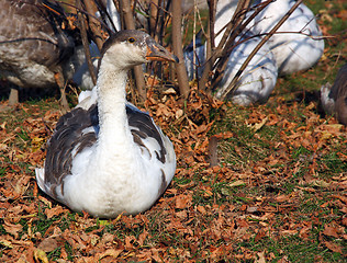Image showing Greylag Goose sitting 