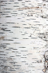 Image showing bark of birch in the cracks texture
