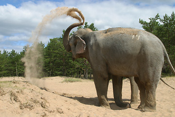 Image showing The Bathing elephants 8