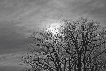 Image showing night moon shines through the clouds and trees.