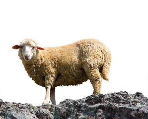 Image showing A sheep is eating grass on a beautiful mountain