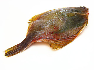 Image showing Fresh fishes flounder  on white background