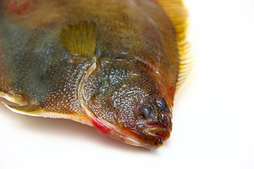 Image showing Fresh fishes flounder  on white background