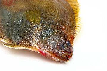 Image showing Fresh fishes flounder  on white background