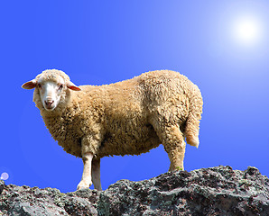 Image showing A sheep is eating grass on a beautiful mountain